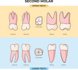 collection of upper and lower Second Molar tooth anatomy in various angles - obrazy, fototapety, plakaty