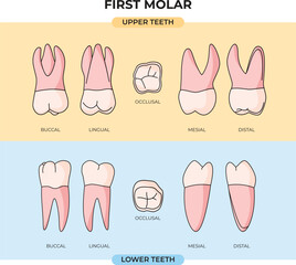 anatomy of the first molars in various angles in a flat style and can be useful for education