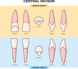 anatomy of the upper and lower central incisors in various angles with a flat design style that can be used for education