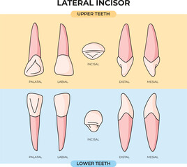 Anatomy set of upper and lower lateral incisor teeth from various viewpoints that can be used for information