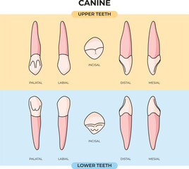 anatomy of the upper and lower canines in various positions that can be used for education