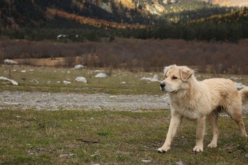 Obraz premium Cute dog walking in mountains on sunny day