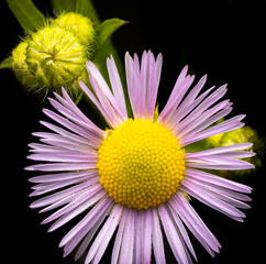 Close-up image of a wild daisy on black background.