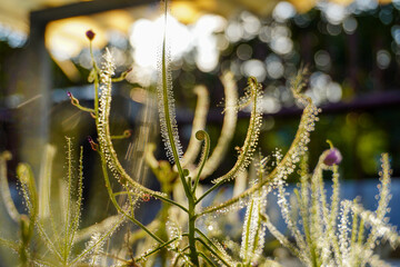 Drosera indica with sunshine. Insectivorous plant. Closeup Flowers