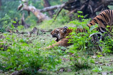 tiger in the wild