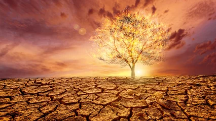Deurstickers concept of impacts from drought and global warming © Stock Photo For You