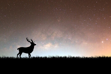 deer on the meadow