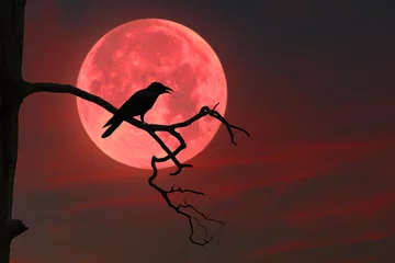 Fototapete Bordeaux An image of a crow perched on a dry branch of a large tree in the eerie atmosphere of a red full moon.
