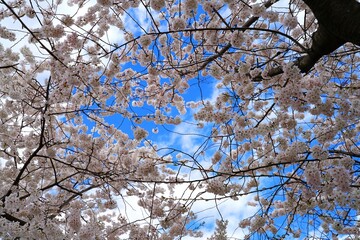 Pink cherry blossoms of a sakura cherry prunus tree in spring in Washington, DC