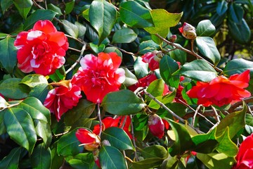 Pink candy stripe camellia japonica flower in bloom