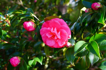 Pink candy stripe camellia japonica flower in bloom