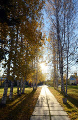 autumn in the park