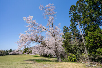 青空と満開の桜