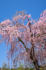 青空と満開の桜