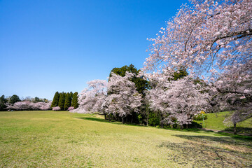 青空と満開の桜