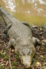 estuarine crocodile, alligator on the edge of a murky pond