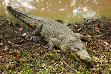 estuarine crocodile, alligator on the edge of a murky pond