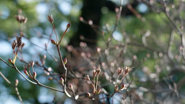 春を前に膨らんだ桜のつぼみ　青空冬・新生活のイメージ背景