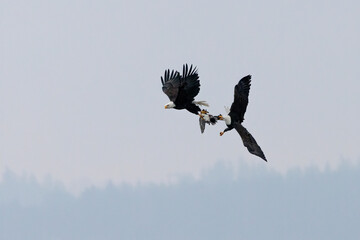 bald eagle fighting for food