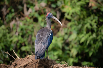Red naped ibis