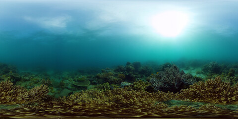 Naklejka na ściany i meble Underwater Scene Coral Reef. Underwater sea fish. Tropical reef marine. Colourful underwater seascape. Philippines. Virtual Reality 360.