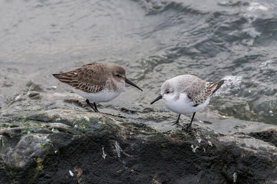 Sanderling and dunlin shorebird