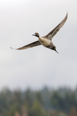 Obraz premium Northern pintail duck