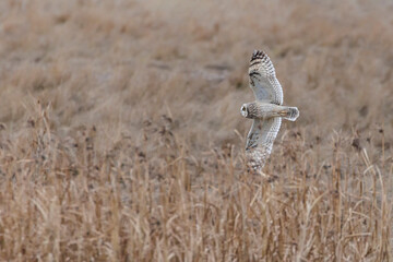 Short eared owl