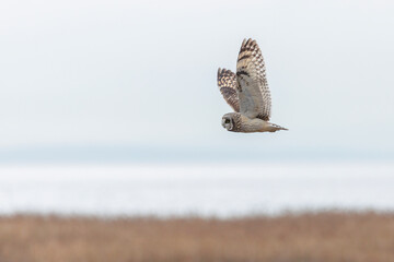 Short eared owl