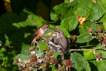Rufous Hummingbird nest