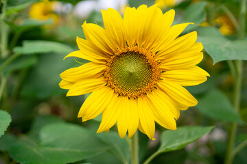sunflower in warm sunset light