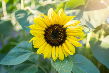 Bright yellow sunflower growing in sunny