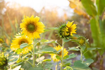 Sunflower agricultural field looks beautiful