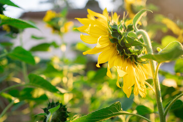 Sunflower agricultural field looks beautiful
