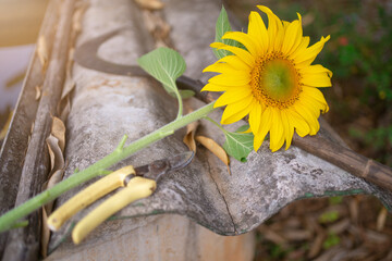 Yellow sunflower in the sunset light. Close-up. Sunflower, close-up. Yellow big flower.