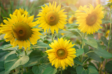 Fototapeta premium Yellow sunflower in the sunset light. Close-up. Sunflower, close-up. Yellow big flower.