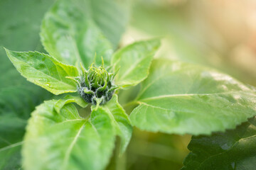 Closeup of unripe sunflower head. Not opened sunflower. Selective focus.