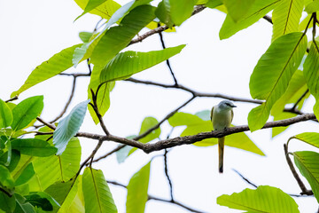 The Scarlet Minivet on a branch