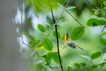 The Scarlet Minivet on a branch