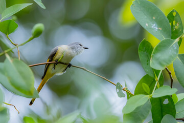 The Scarlet Minivet on a branch