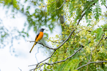 The Scarlet Minivet on a branch