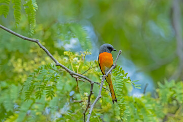 The Scarlet Minivet on a branch