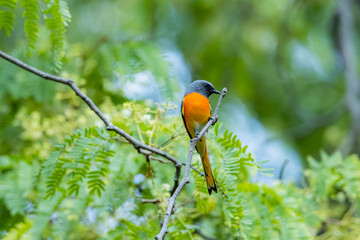 The Scarlet Minivet on a branch