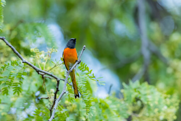 The Scarlet Minivet on a branch