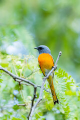 The Scarlet Minivet on a branch