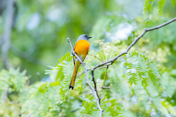 The Scarlet Minivet on a branch