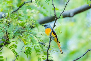 The Scarlet Minivet on a branch