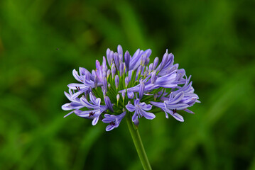 flower lila, nature, flower, purple, plant, garden, flowers