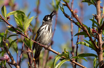 New Holland Honey eater bird perched on a tree branch