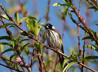 New Holland Honey eater bird perched on a tree branch